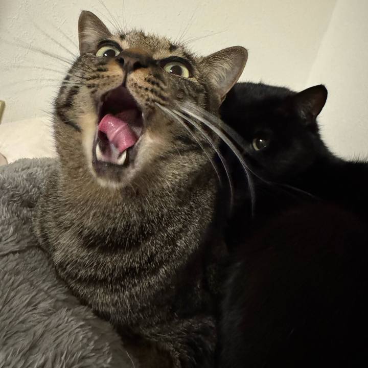 8e16c3ae ff09 4f2a 88a4 cb06a81eee72 1735990312614