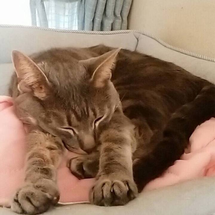 8e1e2051 85a5 4f7c b49d 51ff51e627cd 1528015411309