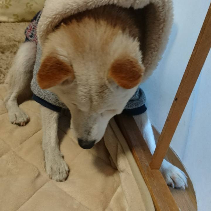 8e1e47e5 e69e 4a37 8835 bfe01b3117fe 1515041078736