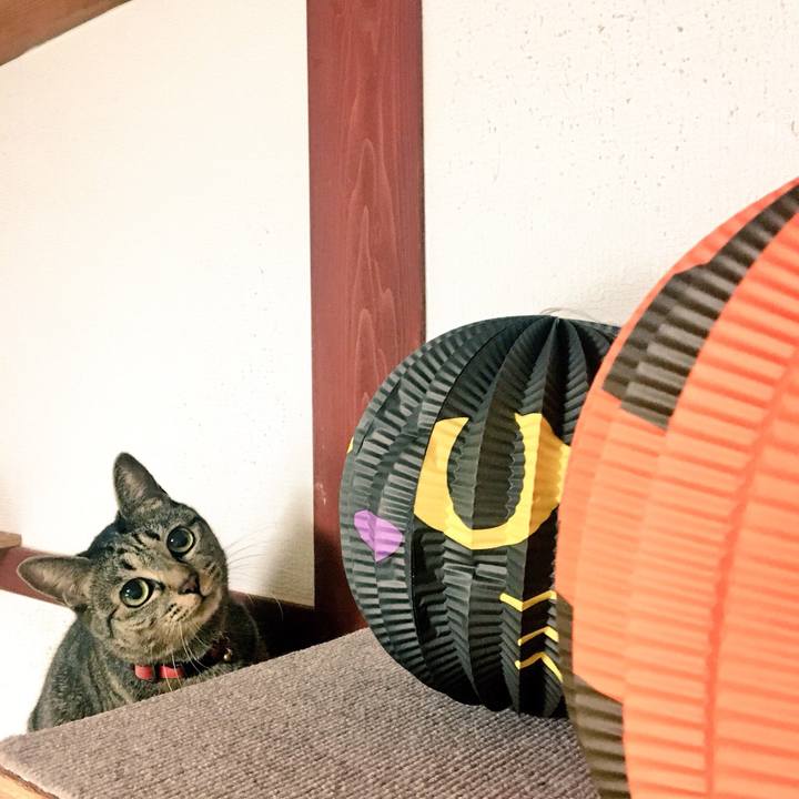 8e1e8538 00ba 4dde 9ad3 a742fd6ab539 1540945293117