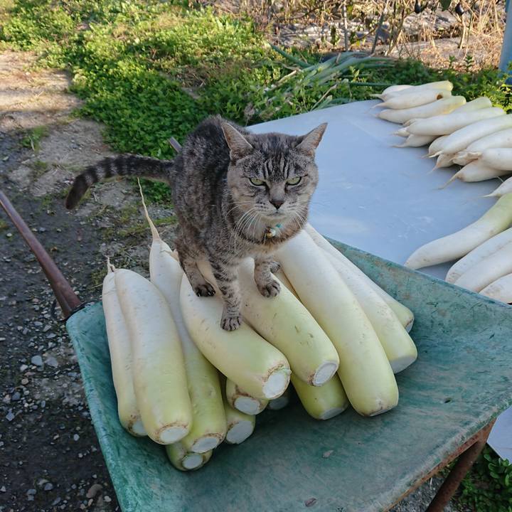 8e20598a 04a1 4c4c bd07 4d84e189fd72 1573365538482