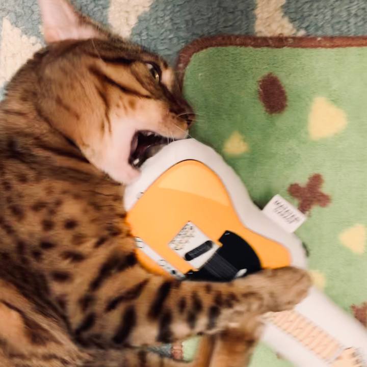 8e24a7b3 09d0 44d4 a863 129e9a2b4308 1573428757498