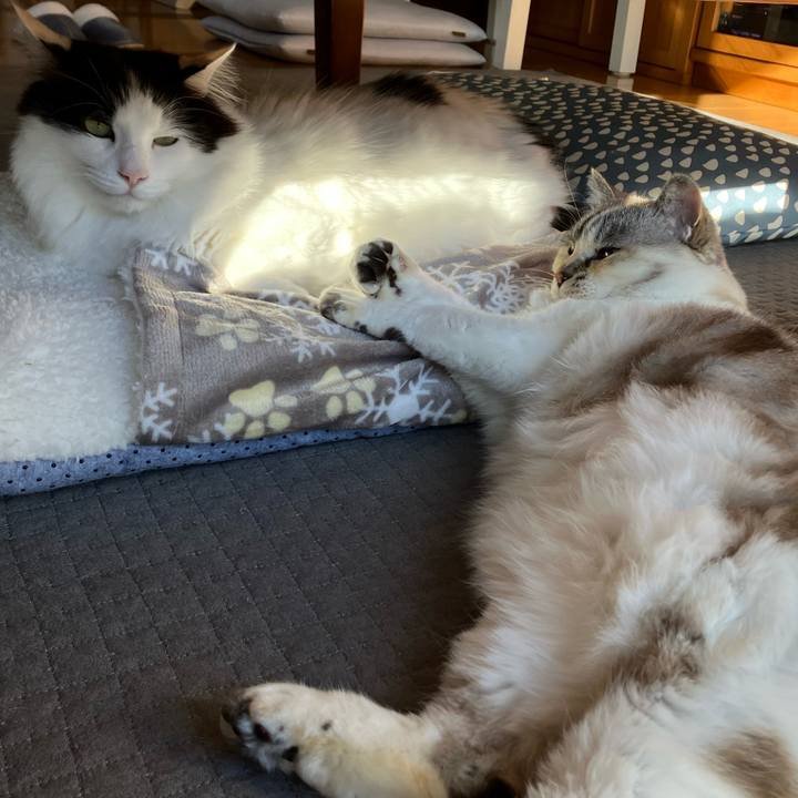 8e2521cb f4e0 4791 8809 9702f3404036 1765774436785