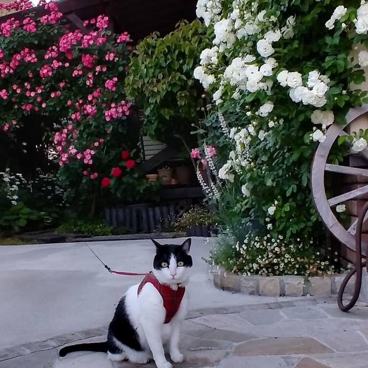 8e254e69 79f7 4ac1 b1e7 7de3d67f3678 1590893689168