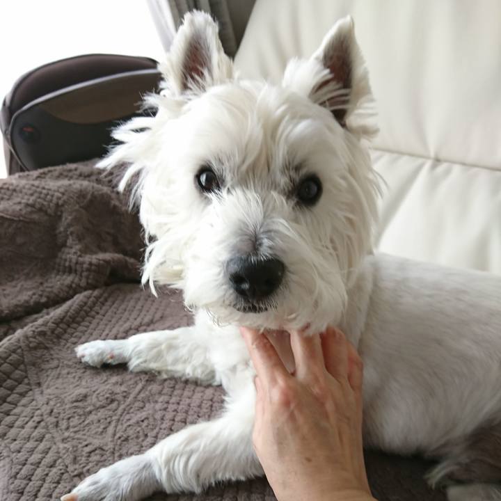 8e27de2e 7fd5 4789 a20f 8676af6ec90f 1528420864260