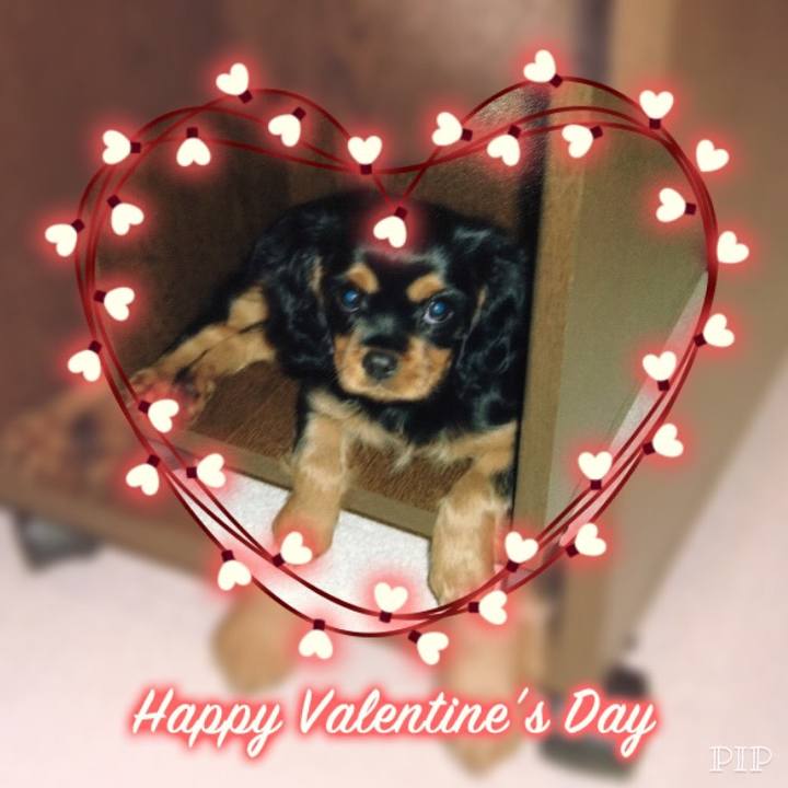 8e2b2f55 c9c1 4b2e aefa de88832f3896 1518563995453