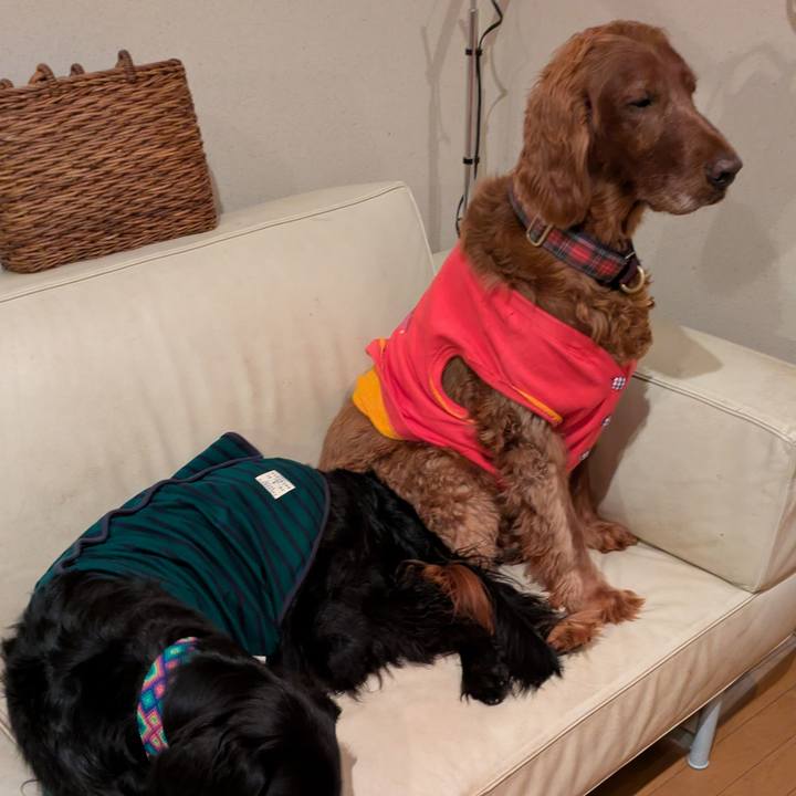 8e2b3ca5 4ae6 49ea a75c 9c46958cc44f 1762264869192