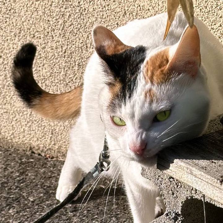 8e32a298 809a 4109 9616 cfd6d979dad7 1741918830463