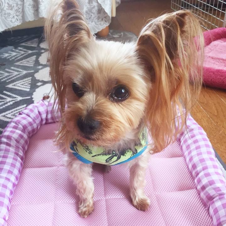 8e348d8a 1951 4032 bf3a d2b1de6fef38 1524732717613