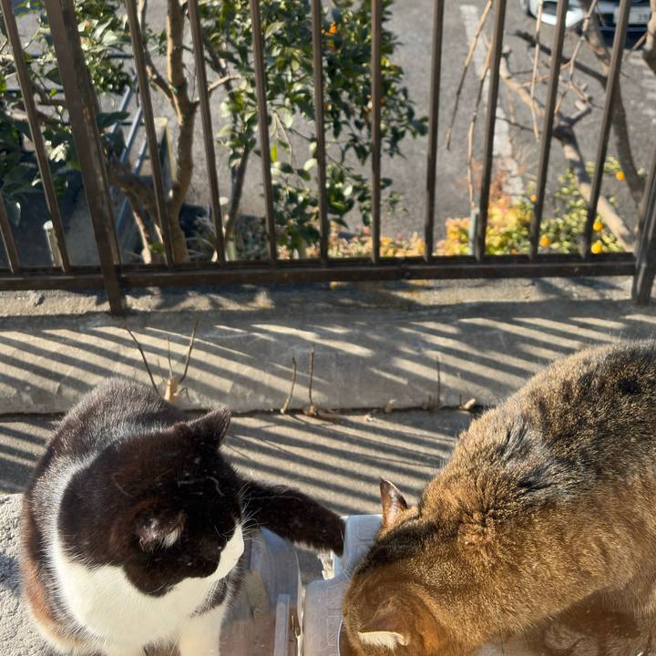 8e362735 10d4 45cf be1e 0b6c22ced3e6 1771033555632