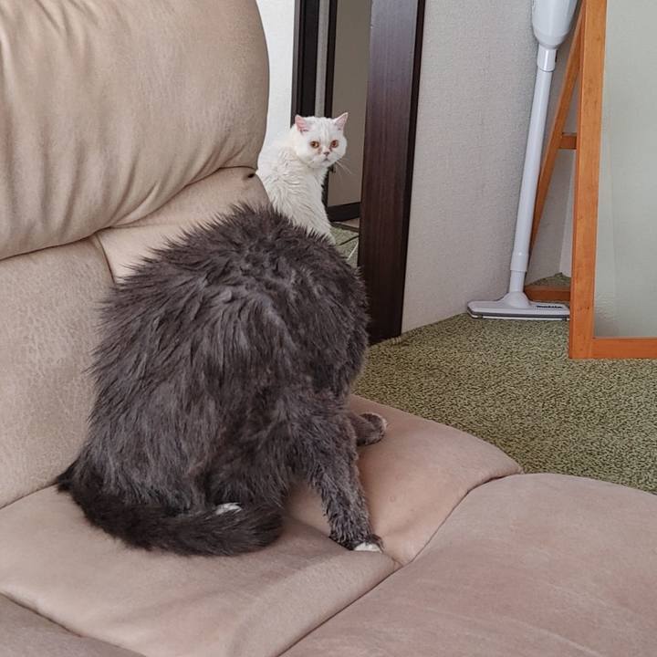 8e3654e4 e030 4bed 8d7a 27d97e2cc974 1748060472475