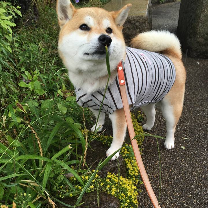 8e38e0a0 f79f 491a a86a 37fda89a625d 1560563663048