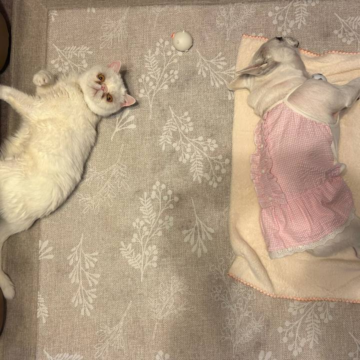 8e3d2721 00db 4482 9c37 c4c059307005 1747453996165