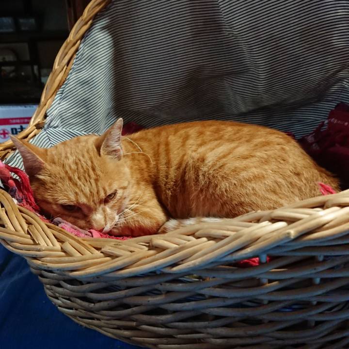 8e3fb8d4 3240 480c a5a5 319750fcc2de 1563433936751