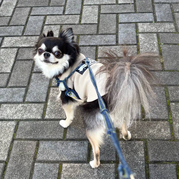 8e404760 8c71 4b5d a6dc 74ede358bb17 1763225367689