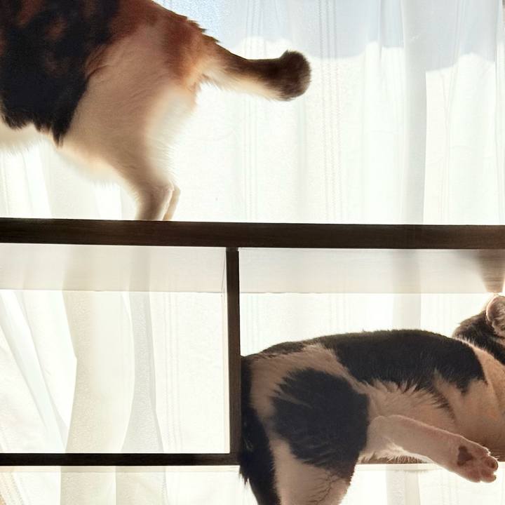 8e421e9c b39c 47dc b526 86ebb26d675f 1741573106304