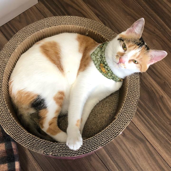 8e43c18c 2cb3 41b4 ac74 029db34c36c9 1598931225705