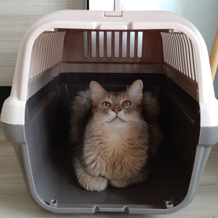 8e46f2ae 399f 4336 ac7a 8938751945db 1621827676786