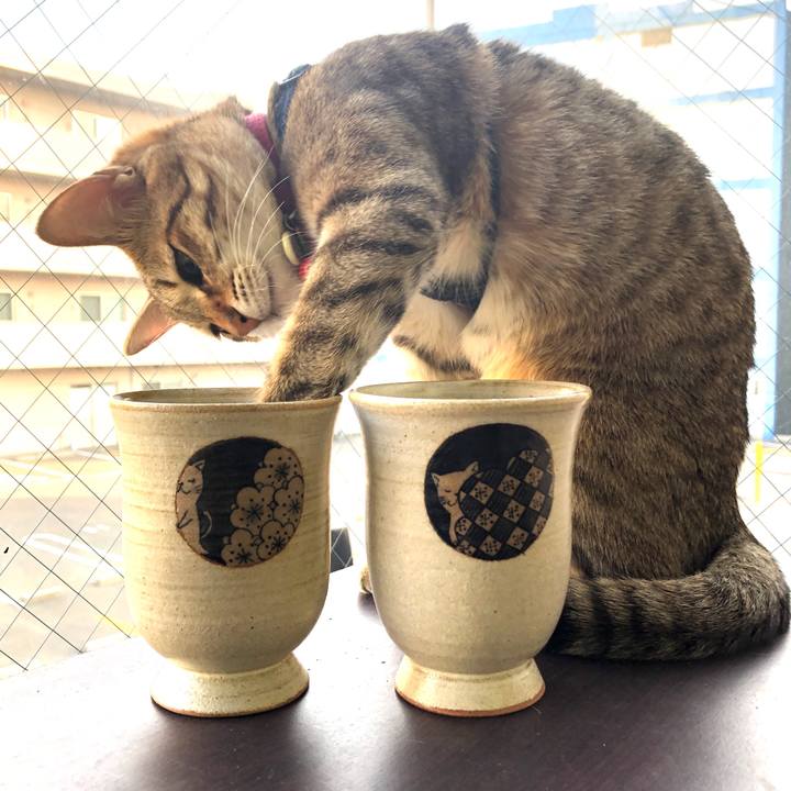 8e49333e 74e9 48c0 9634 69286ce8410b 1589447481349