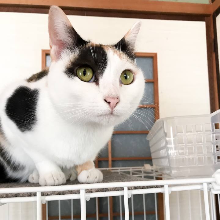 8e4d0fa3 8399 4171 9052 dde3abe09040 1510404828732