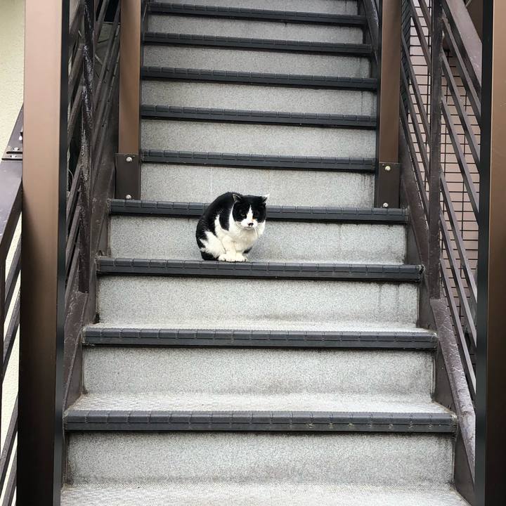 8e4ff412 47aa 46e3 8447 691b7b1a3136 1554389422362