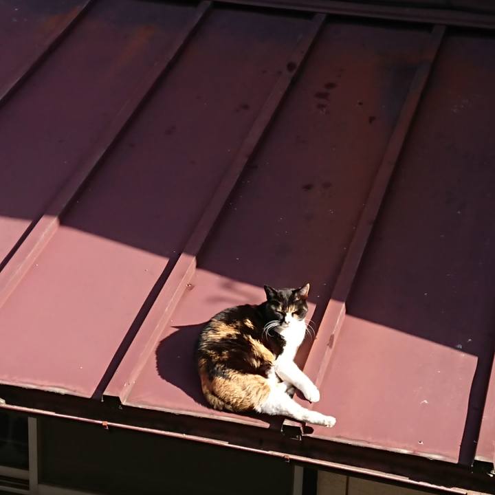 8e52455b b937 43bb 8f8a 0f91c2ef1492 1616802840782