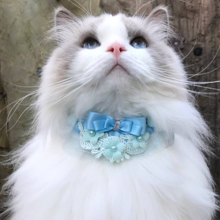 8e53ce00 c6af 4e8f 8df5 7a9e9810091c 1607087515212