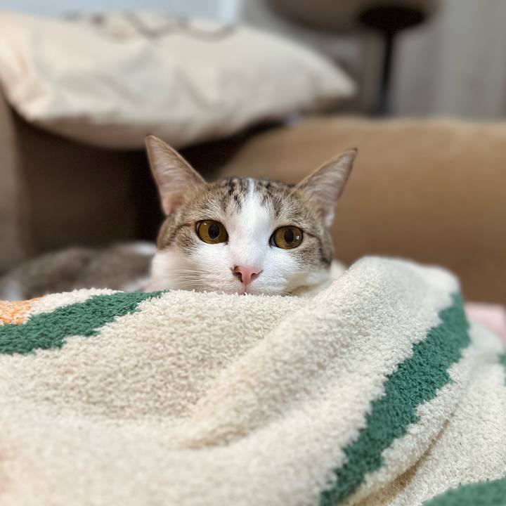 8e55742b 76c6 47c2 9938 9f88181de7cf 1770205253065