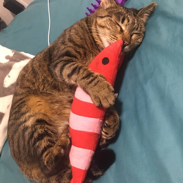 8e55b7cf 6f8f 4de1 a2aa 2779c16e77cb 1558389855507