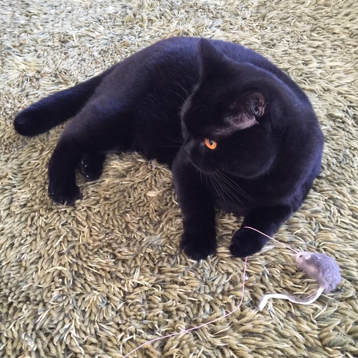 8e560211 bce5 4d8e a67b 4a261a5202bf 1512260388993