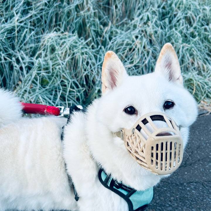 8e567a48 6664 4b9d 88ff ba800b266883 1699136743199