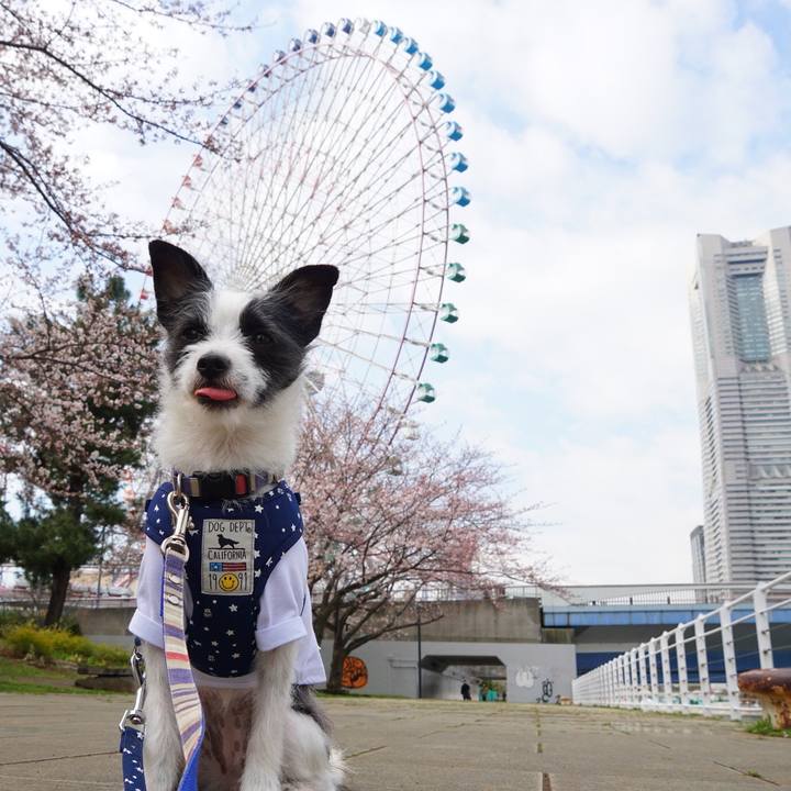 8e574a04 df03 48c4 9f08 4e1c801b82da 1521896223299