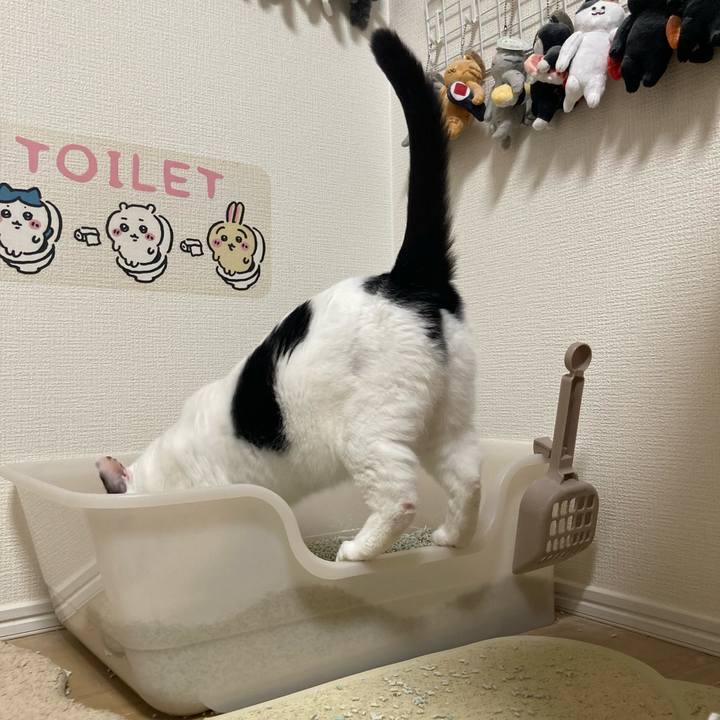 8e5988ec 0e41 4303 9897 e8d4d67e4ac7 1763126221079