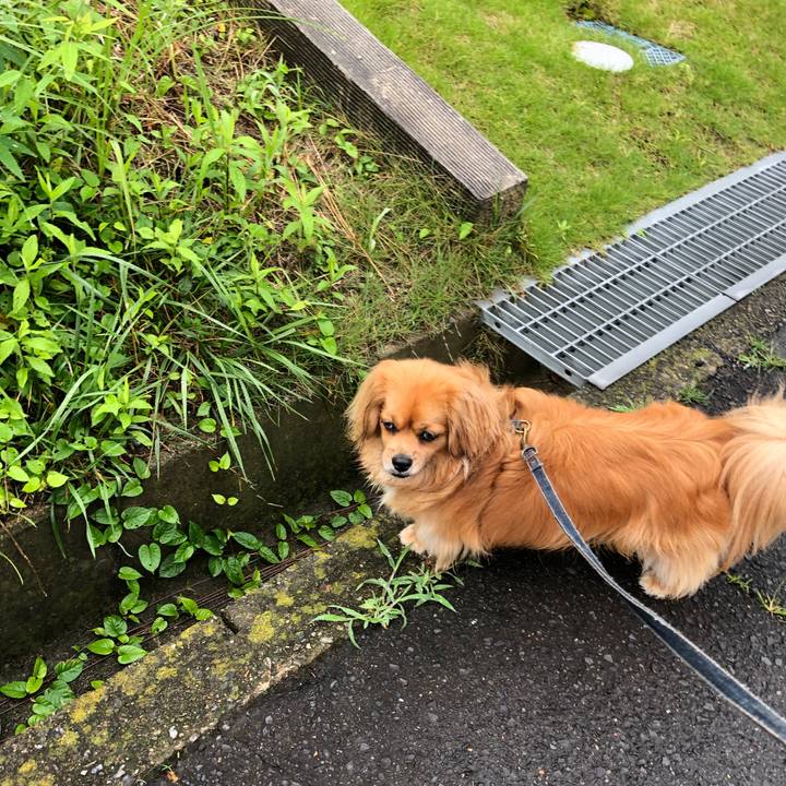 8e59a67b d0e5 4b2c bf8a c6cc38b1d45c 1562882357130