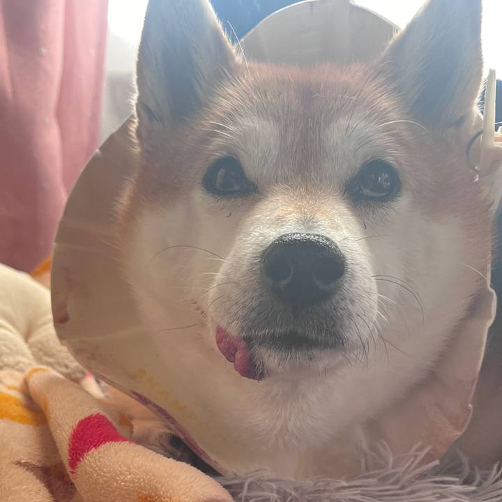 8e5b6cbc 43a8 4fc8 be65 f21fa118a6d2 1703892980957