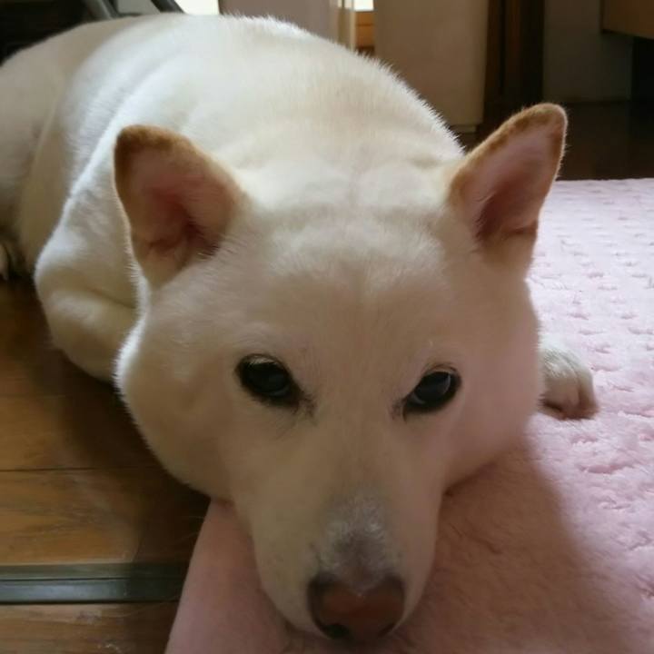 8e5fa5fd edff 42e6 b931 16226fd909dd 1526342538303