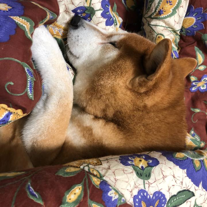 8e60b8f4 042f 462e 9cb5 131a0838d713 1544498647779