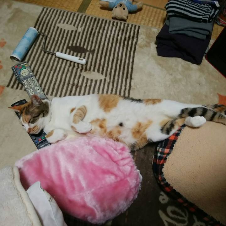 8e62dcae 2c5c 4170 a575 866fa393029d 1549198955558