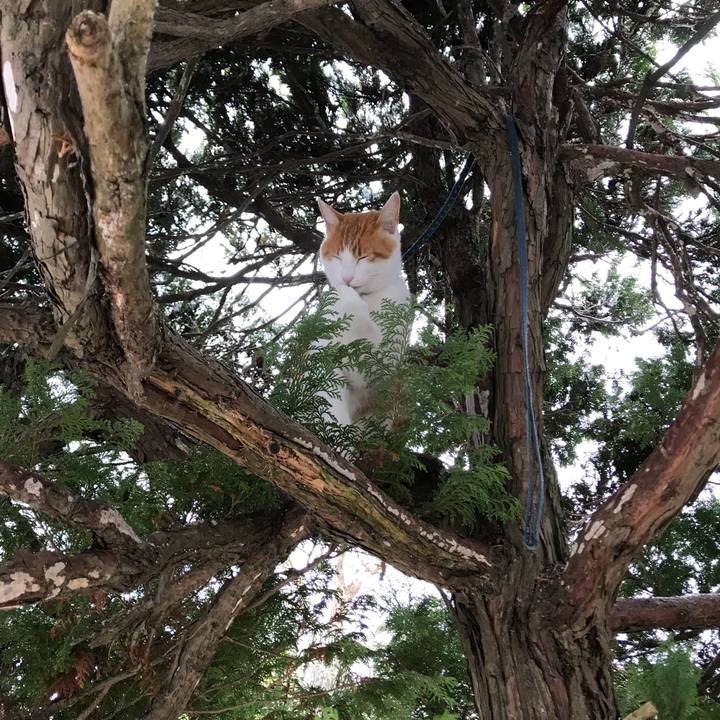 8e6626e1 60ad 4bd2 9e97 d1768278086c 1512785835487