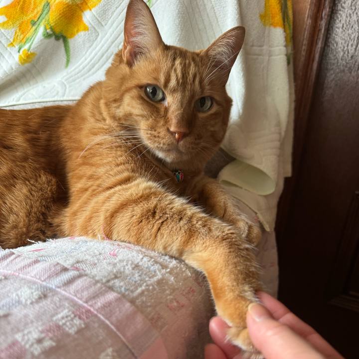 8e6988e0 9336 45b3 967f f888814bd89e 1764169617452