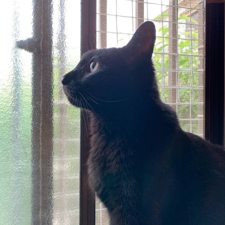 8e6c1c22 4c99 440b aa8a 60f58ef96da0 1595898466399