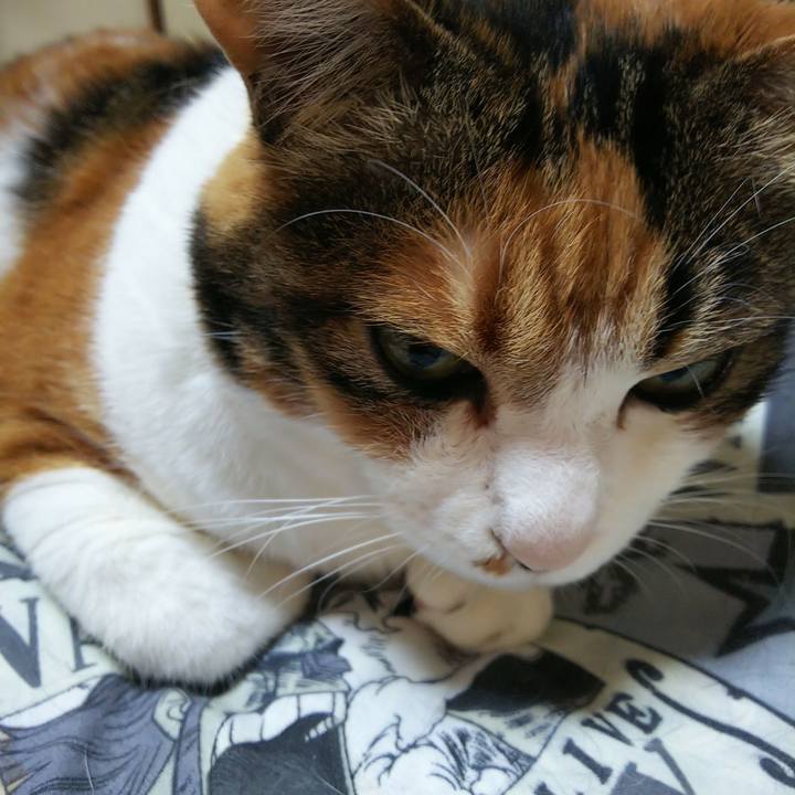 8e6c7efd f60b 439c b71b fc1fceef81b0 1527377838865