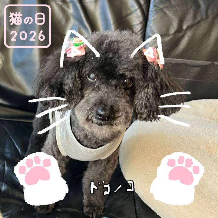 8e6f2e73 54bd 4d99 b0fd b8ac02952531 1771752441679