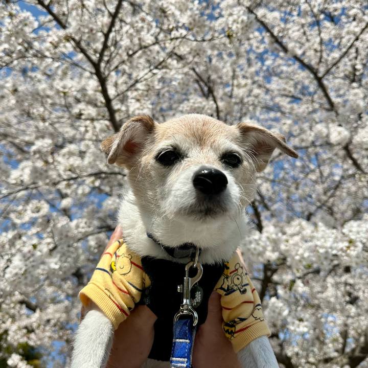 8e75f38b 01b5 452a 8bec 168a35049d20 1743851011796