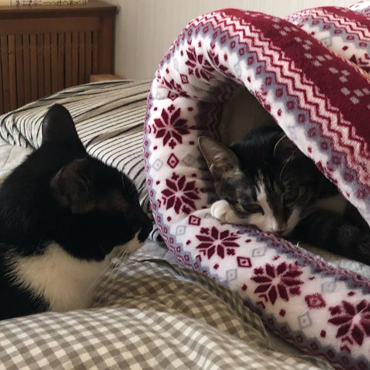 8e7629bc 9138 4e8e 8cba e9e2cf3002ec 1554899985096