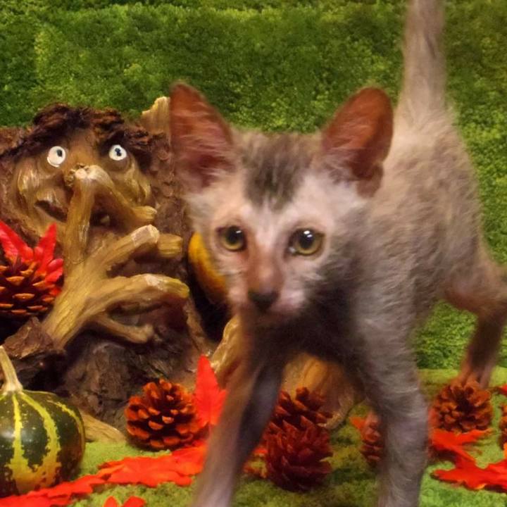 8e76461e 0dbc 4f57 b4fd 35cd3cb5bb6c 1509408595197