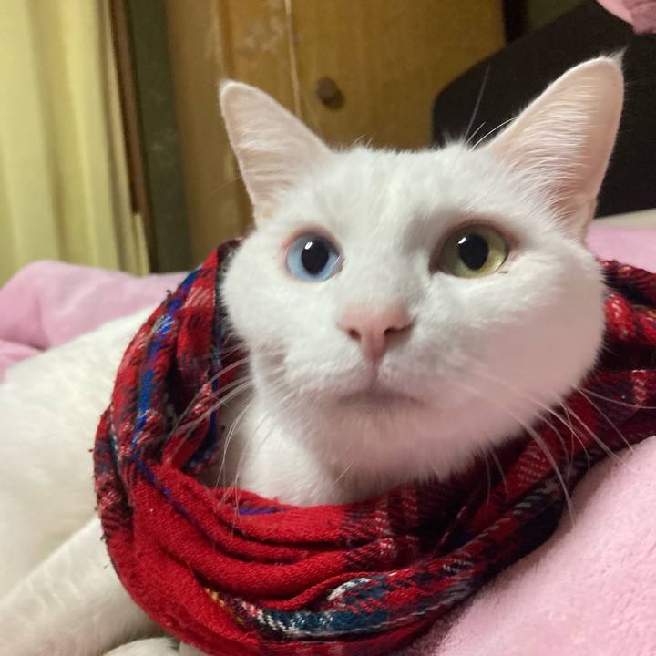 8e769d43 d83a 4b13 8bec 5900dcefef23 1765838532988