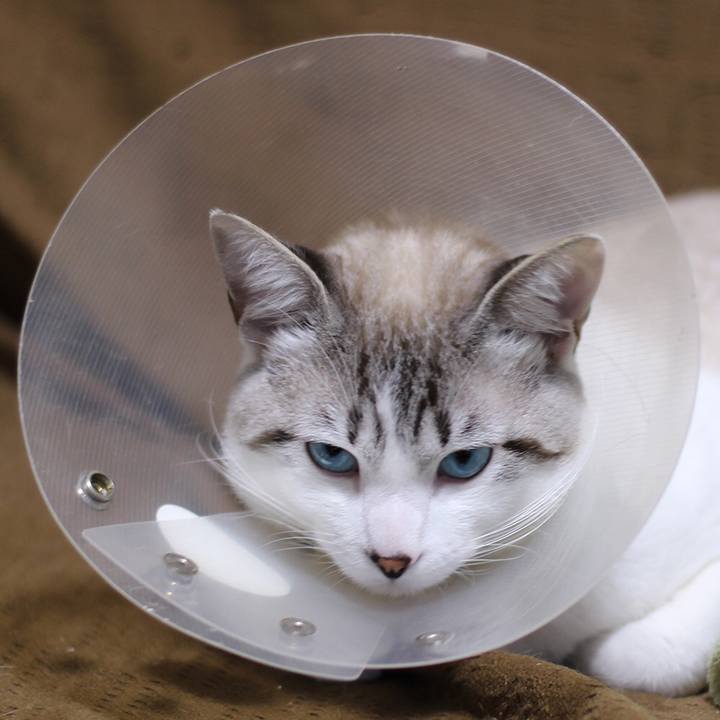 8e7bb767 9131 493f be65 408740ed8bc2 1615426784365