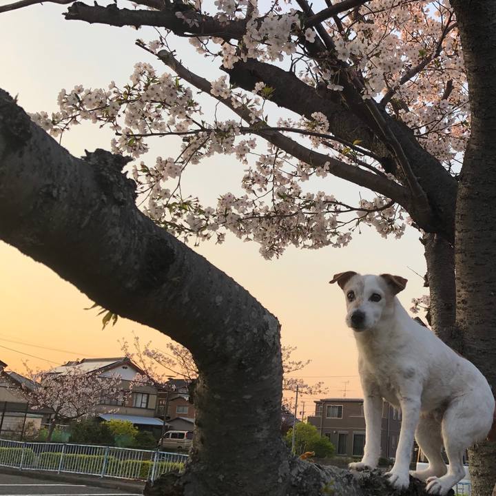 8e7fb133 e8c2 499e bc5a 9eb0a15d9410 1586596673166