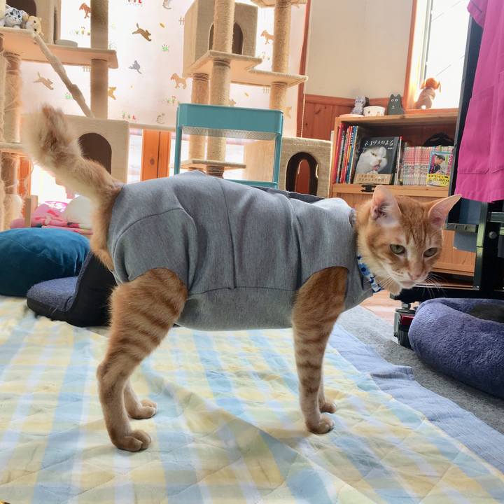 8e8021ce c9ed 41ab 8426 dc1cf8164978 1527403267457